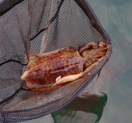 2週間振りボートエギング釣行