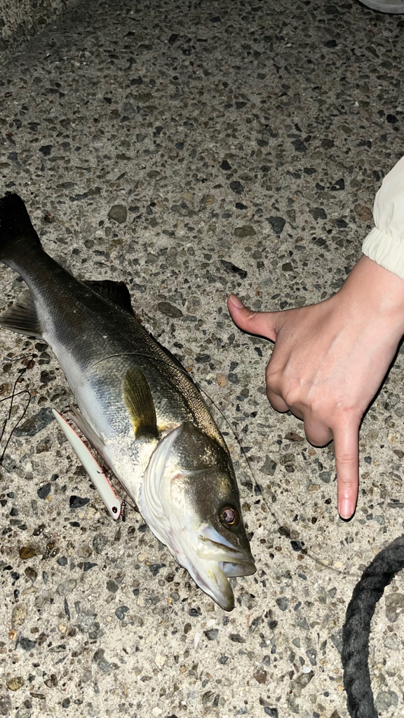 バチ抜けシーバス