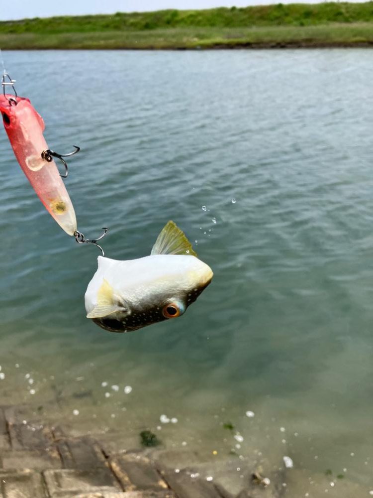 今年もチニングはじめました！
