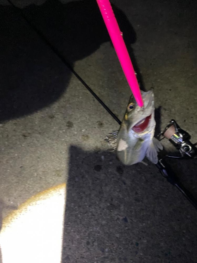 バチ抜けシーバス