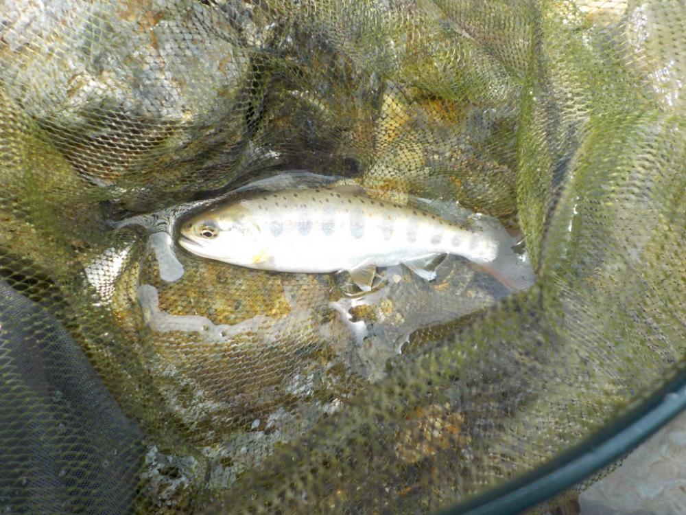 美山アマゴ釣行第4戦