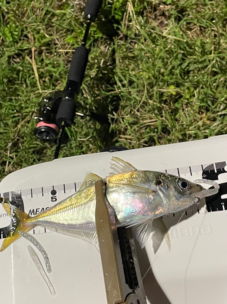 ジグ単de〜アジング！成銀のアジ達^ ^