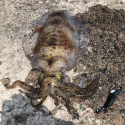 追い風5m以上の中、エギング！