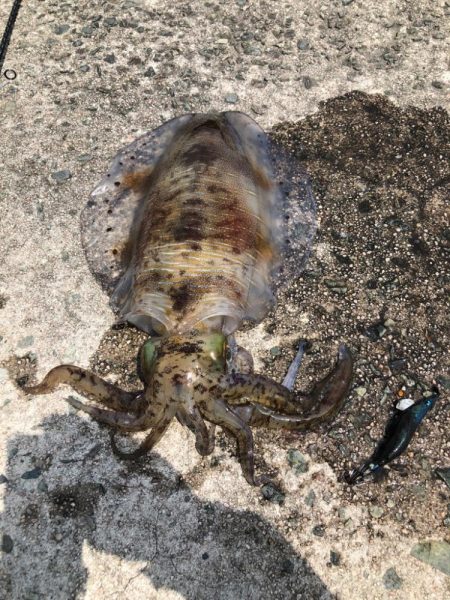 追い風5m以上の中、エギング！