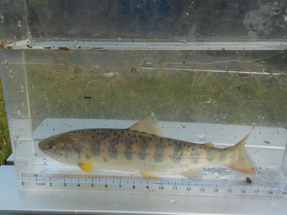 美山アマゴ釣行第5戦〜暑い🥵〜