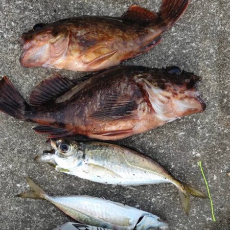 久々の根魚　ガシラゲット