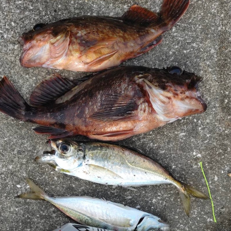 久々の根魚　ガシラゲット