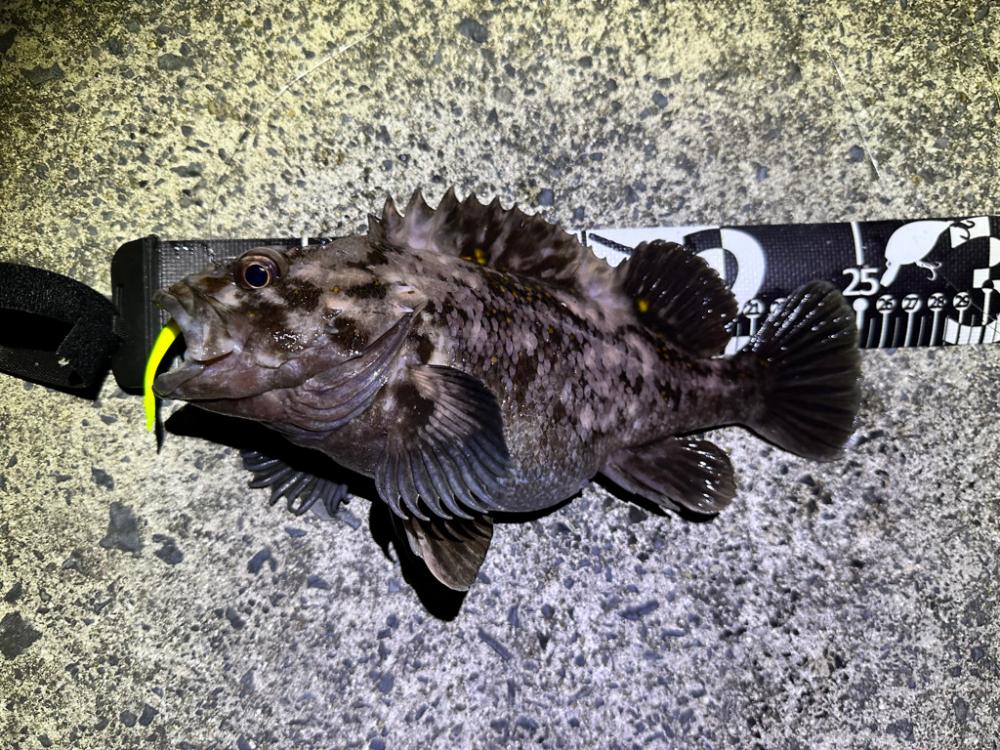 夜の常夜灯は楽しい！