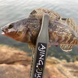 ミニばっかり(^^;)