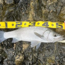 普段使いしないルアーを持参してゲッツ！