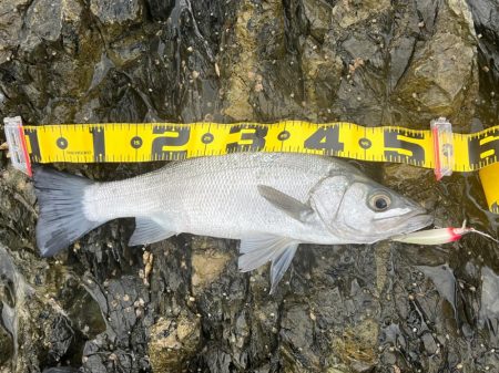 普段使いしないルアーを持参してゲッツ！