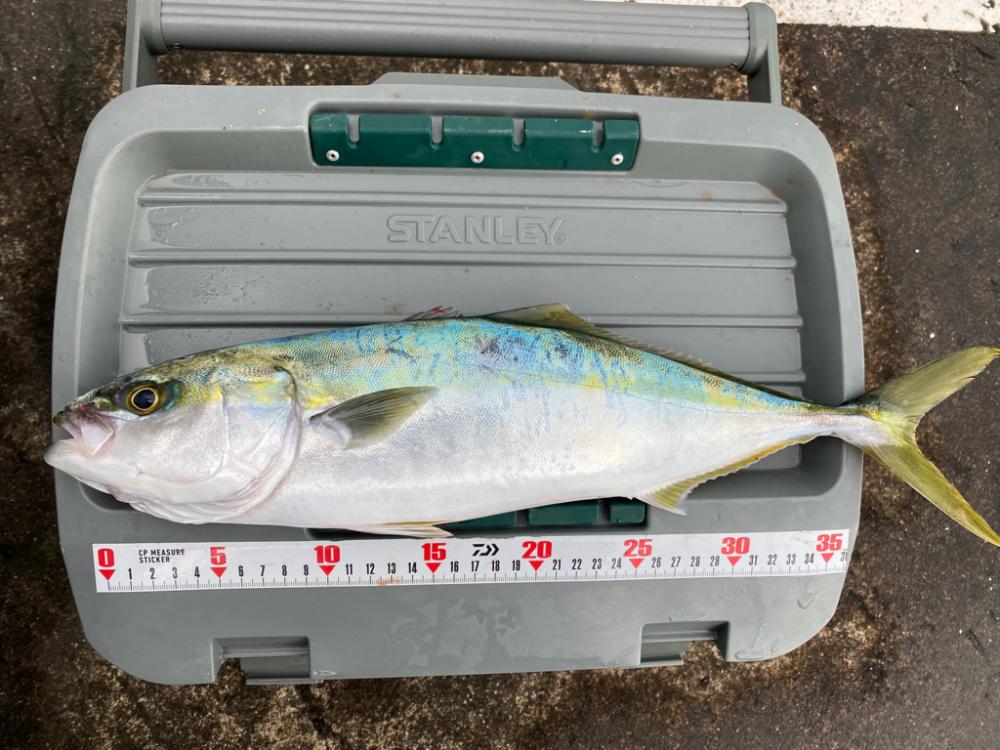 2023初フィッシュ🐟