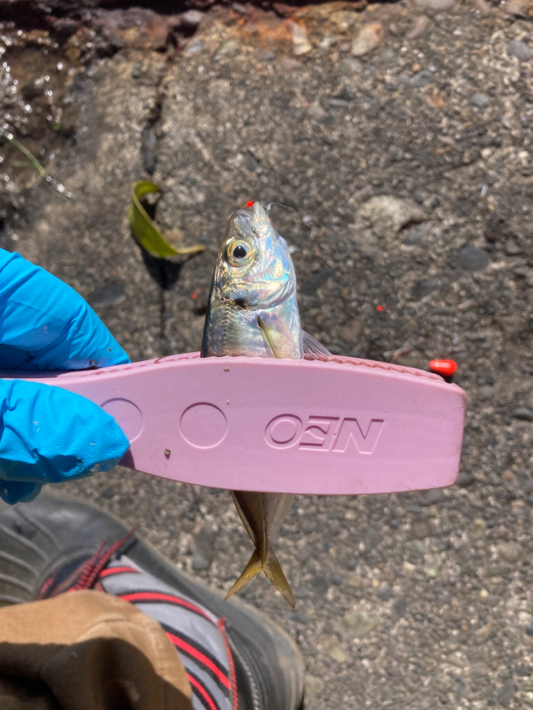 トリックサビキ