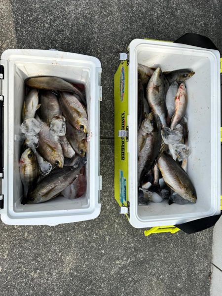 シーズン開幕！麦わらイサキ