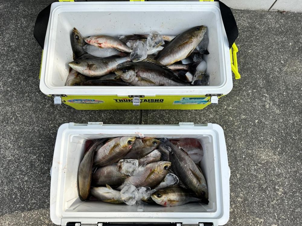 シーズン開幕！麦わらイサキ