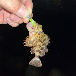 姫路ライトゲーム