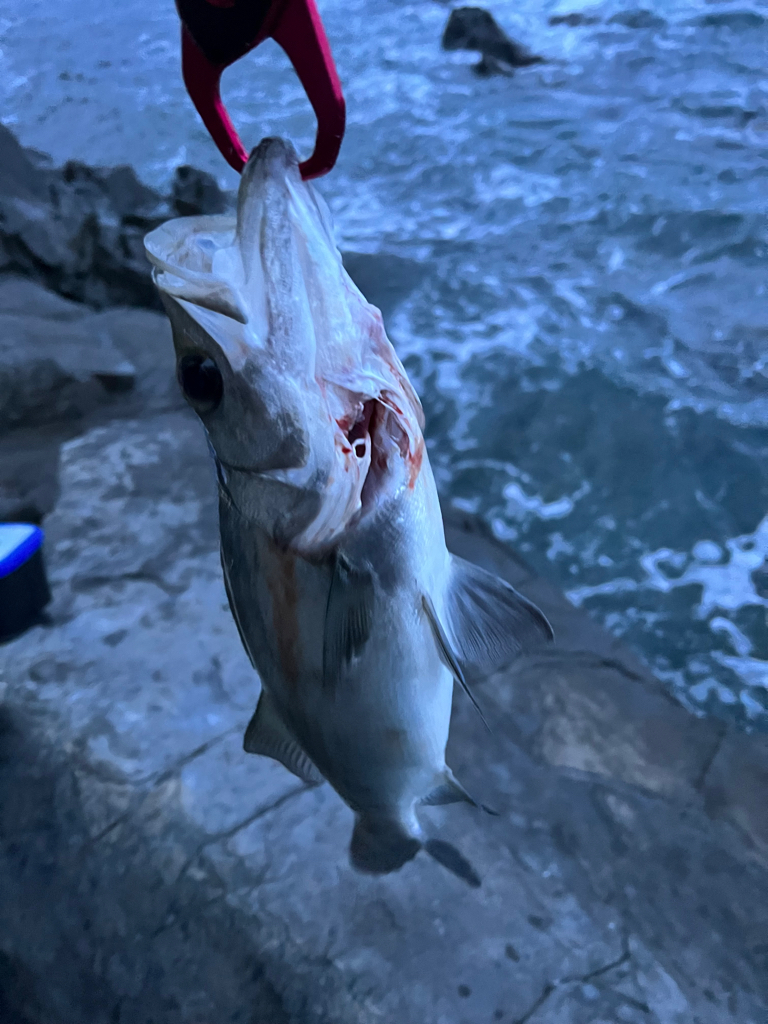 今日も磯ヒラ〜。