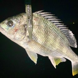 アジ探すもアジおらず、涙。