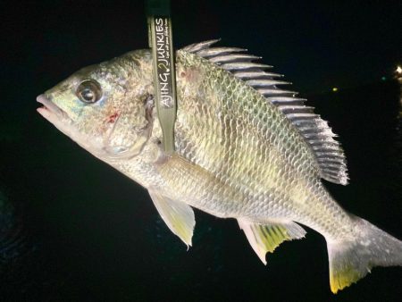 アジ探すもアジおらず、涙。