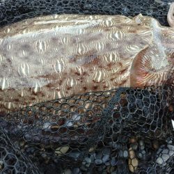 またモンゴウイカ、しかも渋い