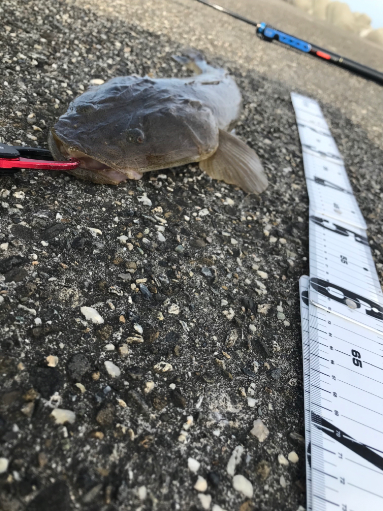 マチゴーたよ。マゴチ