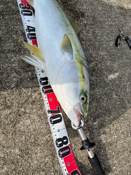 青物の引き最高！