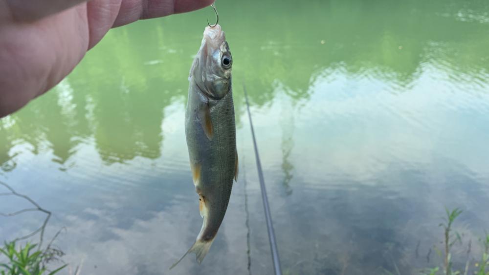 久々の浮き釣りに