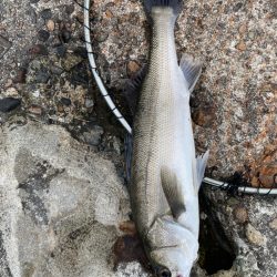 チーバスとコウイカ