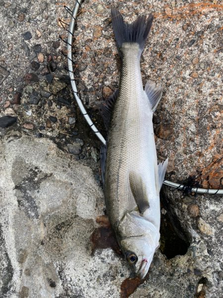 チーバスとコウイカ