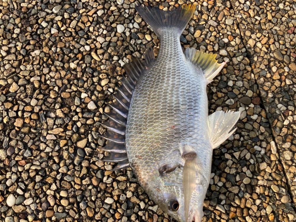 キビレの活性高いです