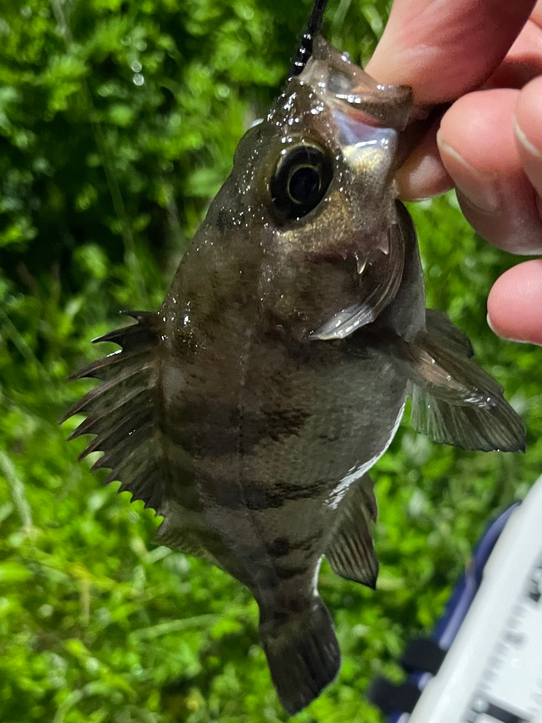 ジグ単deアジング！微妙…