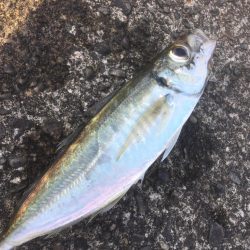 遠いアオリイカ