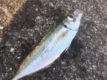 遠いアオリイカ