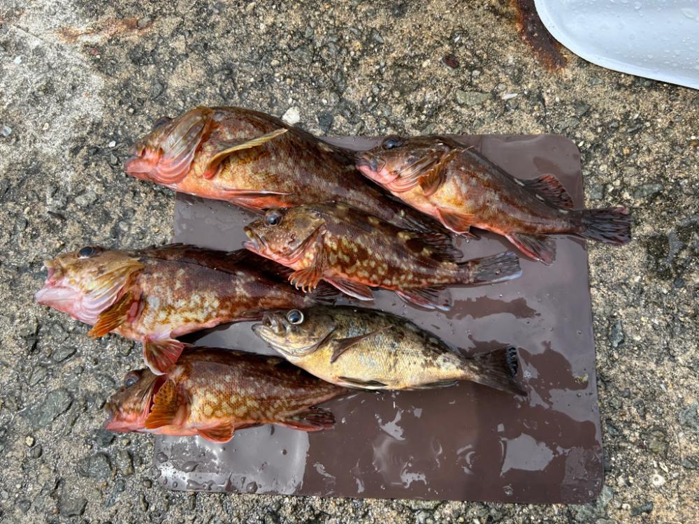 平磯海釣り公園釣行