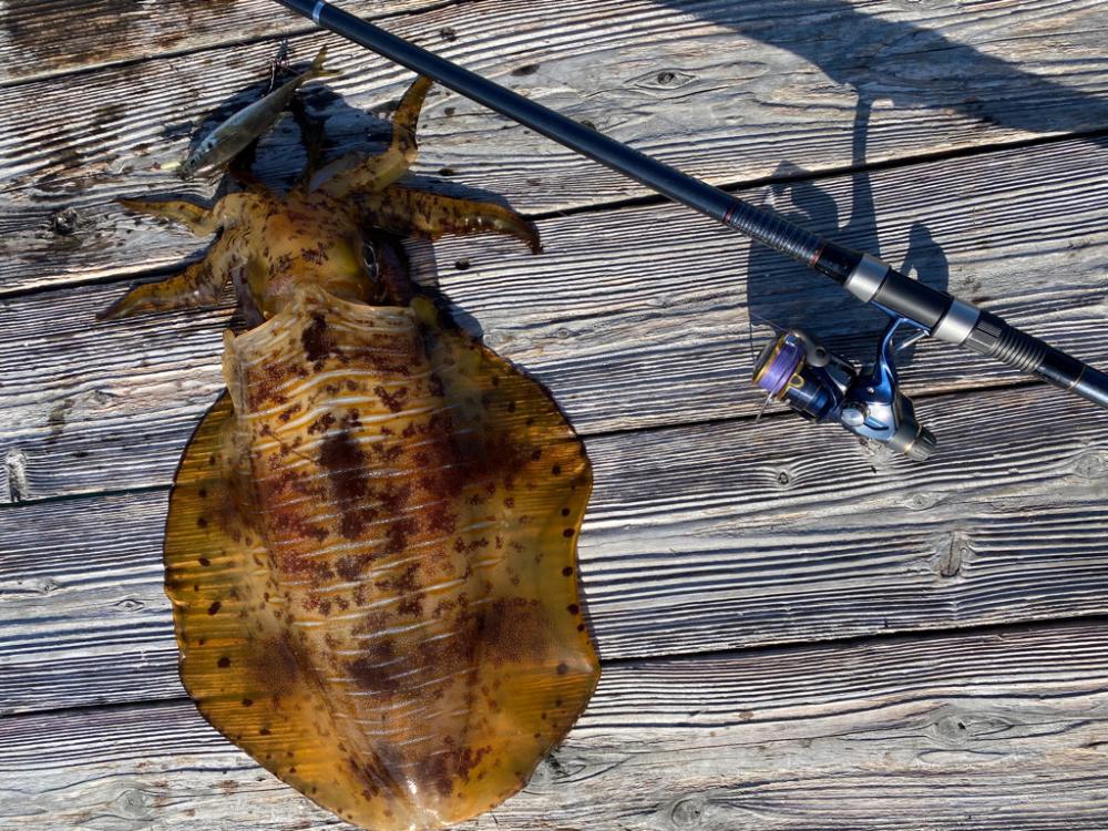 来た〜アオリ3kgアップ