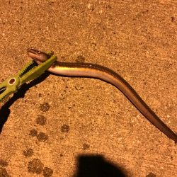 チョイ投げでデカカレイ！