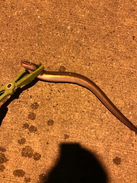 チョイ投げでデカカレイ！