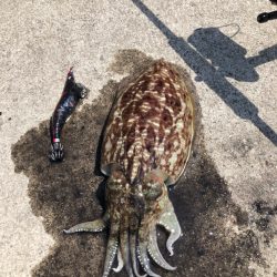 ダラダラした潮の中でのエギング！