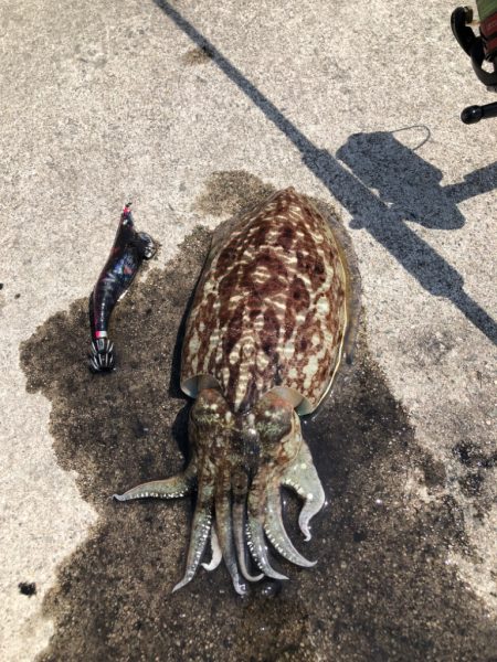 ダラダラした潮の中でのエギング！