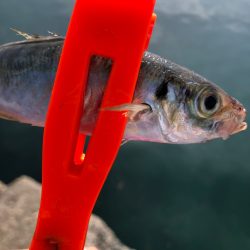 アジング〜投げ釣り