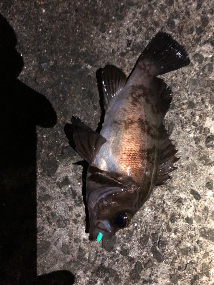 アジング&メバリング