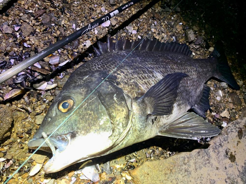 限定カラーのワームで一撃!