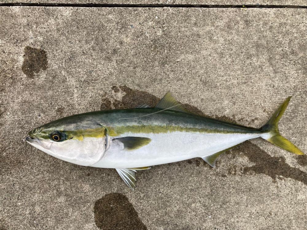 メジロが釣れました