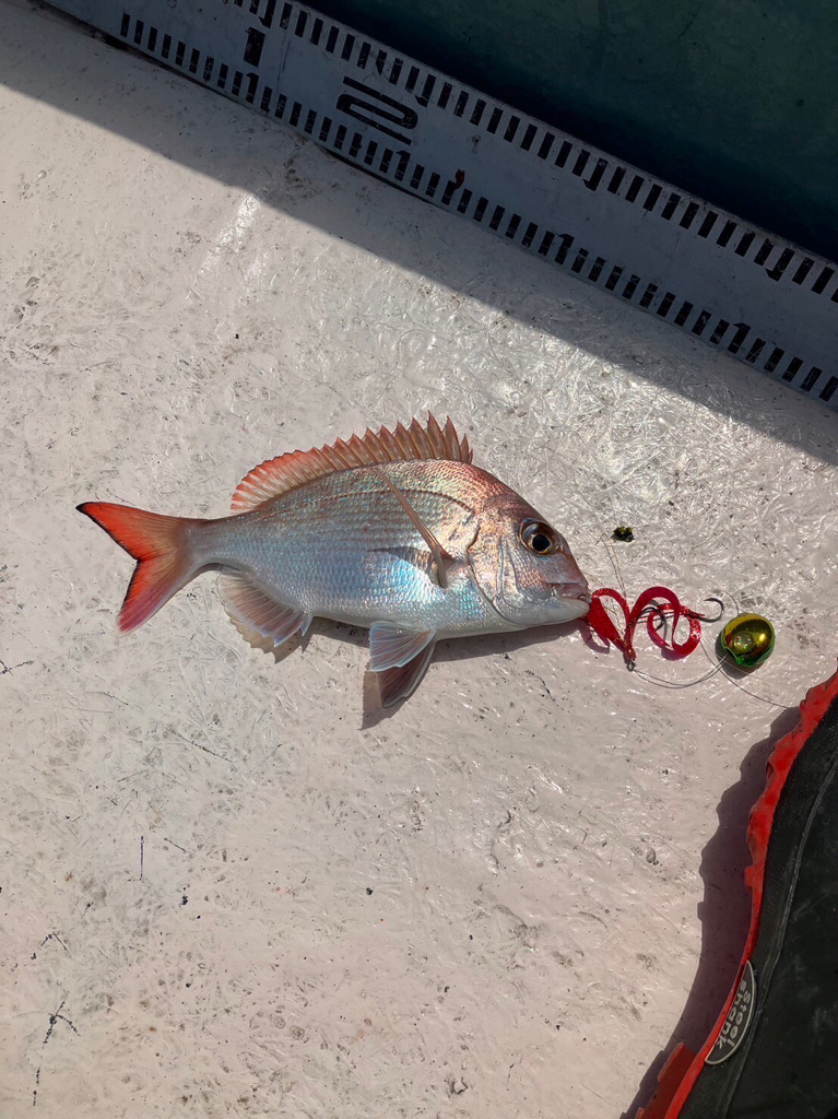 20230503 橘湾〜伊島沖タイラバ