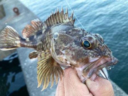 本日の沖堤調査報告