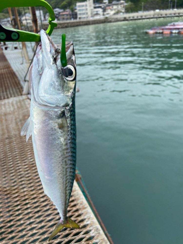 小島養魚場で中サバ！