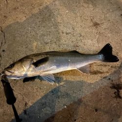 バチパターン開幕