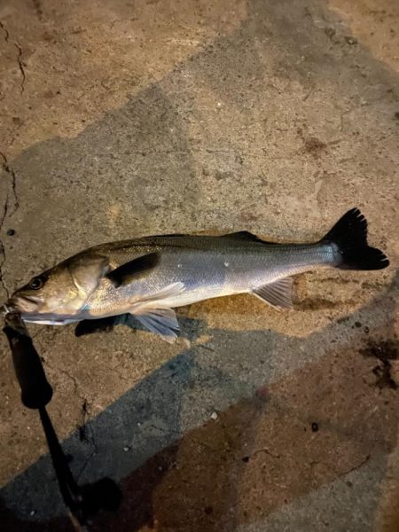 バチパターン開幕