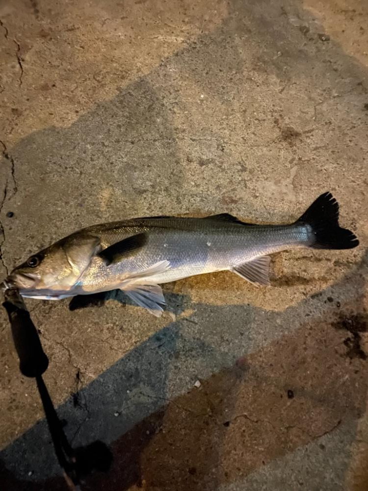 バチパターン開幕