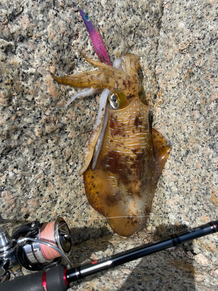 嬉しい季節の始まりです❗️